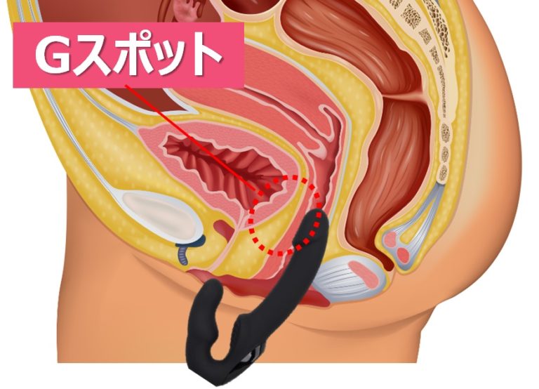 【婦人科医が解説】女性器の潮吹きの正体は○○？真実を明かします！！