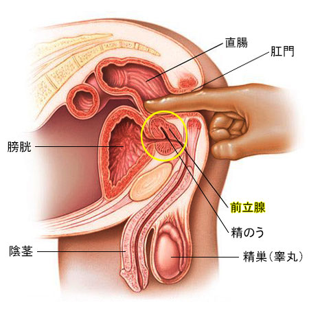 至高の前立腺オナニーのやり方とは？初めてでも気持ちよくなれる！ | Trip-Partner[トリップパートナー]