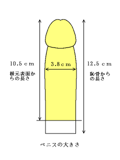 ペニスの平均サイズ | ネットのくすり屋さんコラム