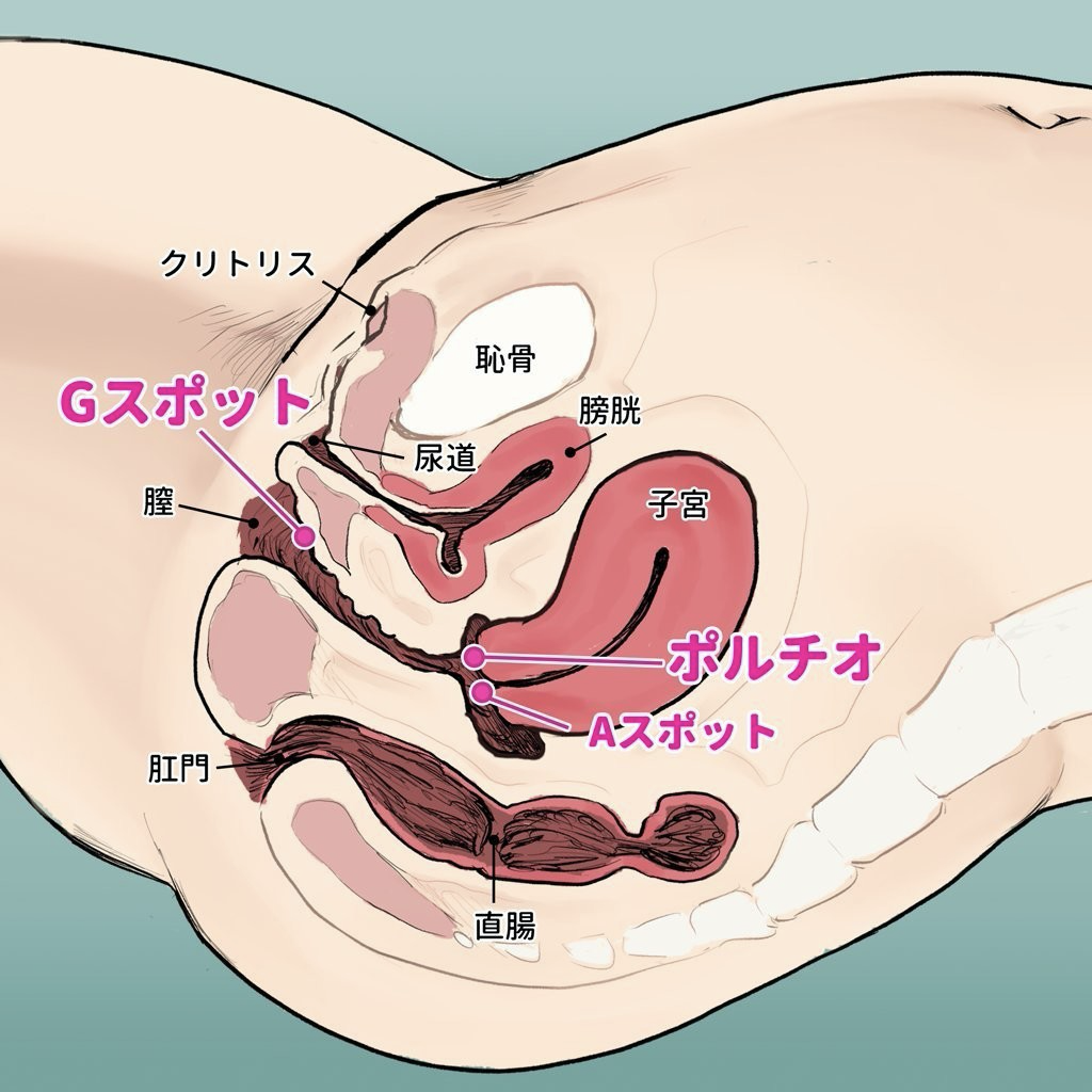 腟は締まっているほうが男性は気持ちいいの？セックスにまつわる誤解を【性の専門家】が解説（ヨガジャーナルオンライン） - Yahoo!ニュース