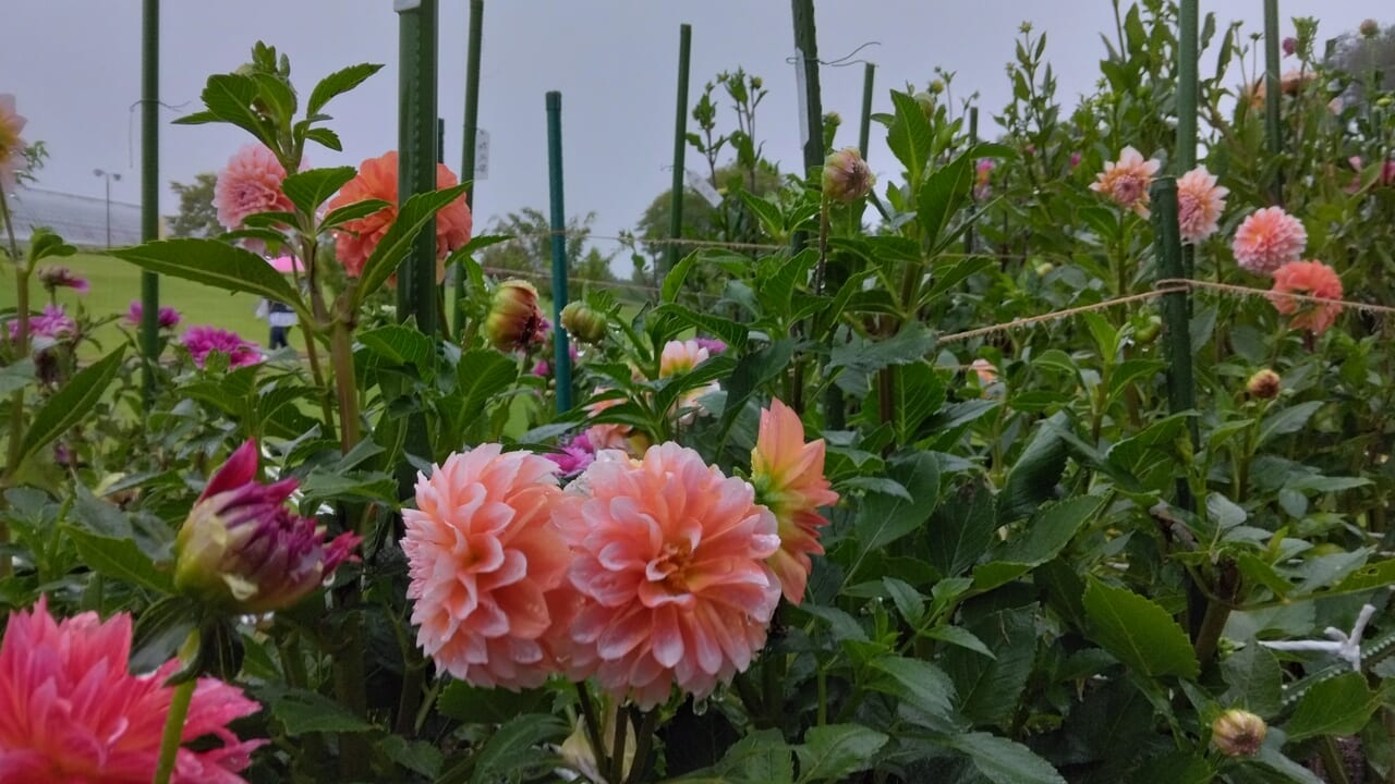 人気の観光地・秩父にダリアが咲き乱れる！「両神山麓 花の郷 ダリア園」 | 埼玉県