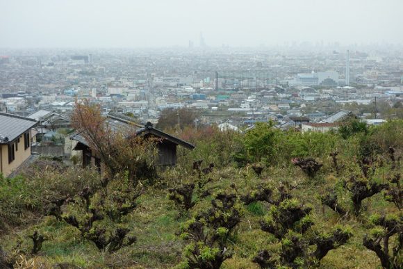 桃源郷クラブの人気嬢に心身共に癒された体験談 人妻風俗と言うより淑女寄り？