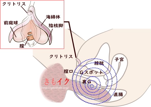 AF】風俗でアナルセックスできるおすすめ店舗一覧と初心者のやり方！【全国版】 - 風俗の友