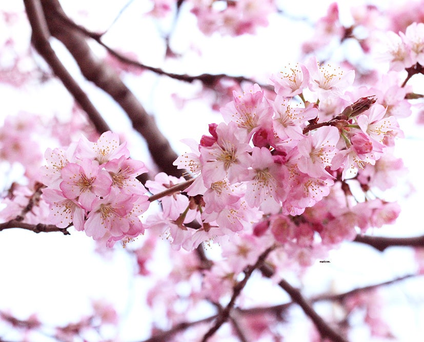 ４冠受賞のえっぐぷりんから桜咲く！桜の花びらが入ったお花見ぷりん、『さくらじゅれぷりん』が期間限定で登場！ | 株式会社イーストンのプレスリリース