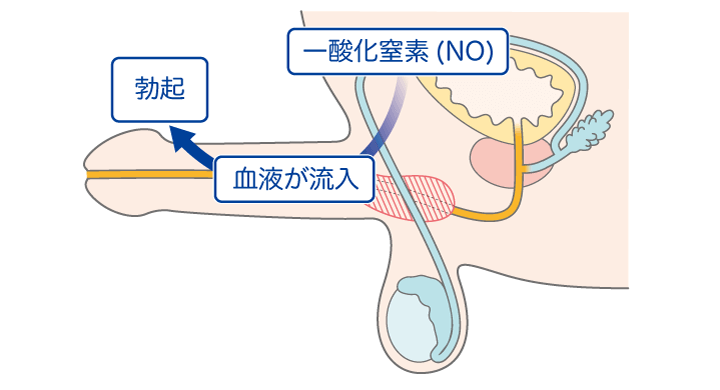 参考動画あり】どんな男性でも「3回連続で射精出来る方法」を「R18女装モデル」が全部解説しちゃいます【ルーインドオーガズム】 - 女装脱毛器.com