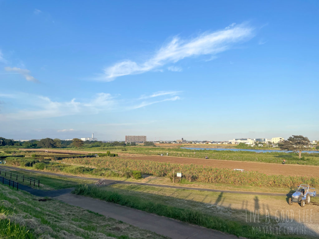 平塚市】秋到来「イシックス馬入のお花畑」のコスモスが早くも見頃。摘み取りイベントも前倒し！（ベニマシコ） - エキスパート - Yahoo!ニュース