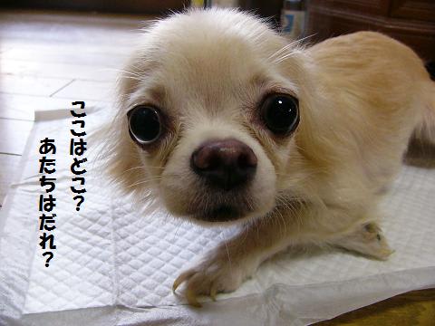 見聞録：保護犬猫シェルター「Enn」（斑鳩町） 250匹世話、命つなぐ譲渡会 放棄、災害、虐待…心の傷に手を ／奈良