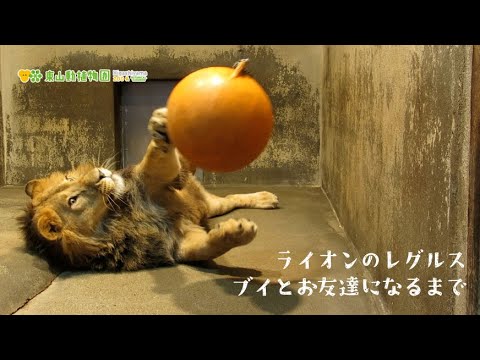 レグルス🦁ムッチンぷりん王子爆誕👑HIGASHIYAMA ZOO LION - YouTube