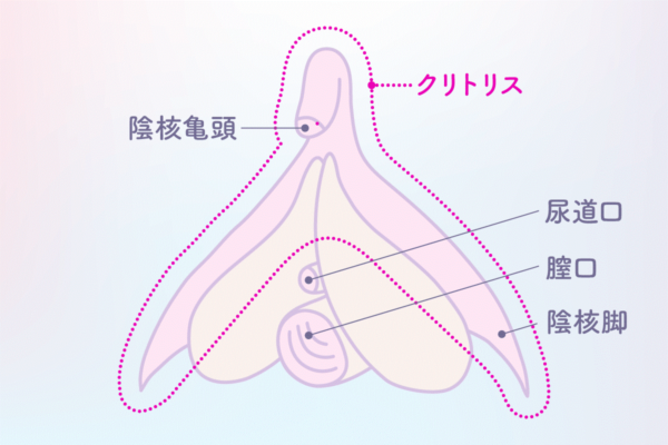 女性が感じる仕組みとは？オーガズムとスキーン腺の関係について解説 | コラム一覧｜