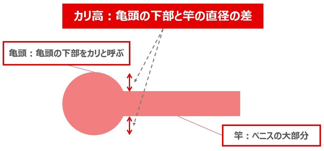 ちんこの形は6種類！女性を1番感じさせられる形とは –メンズクリニック研究会-包茎