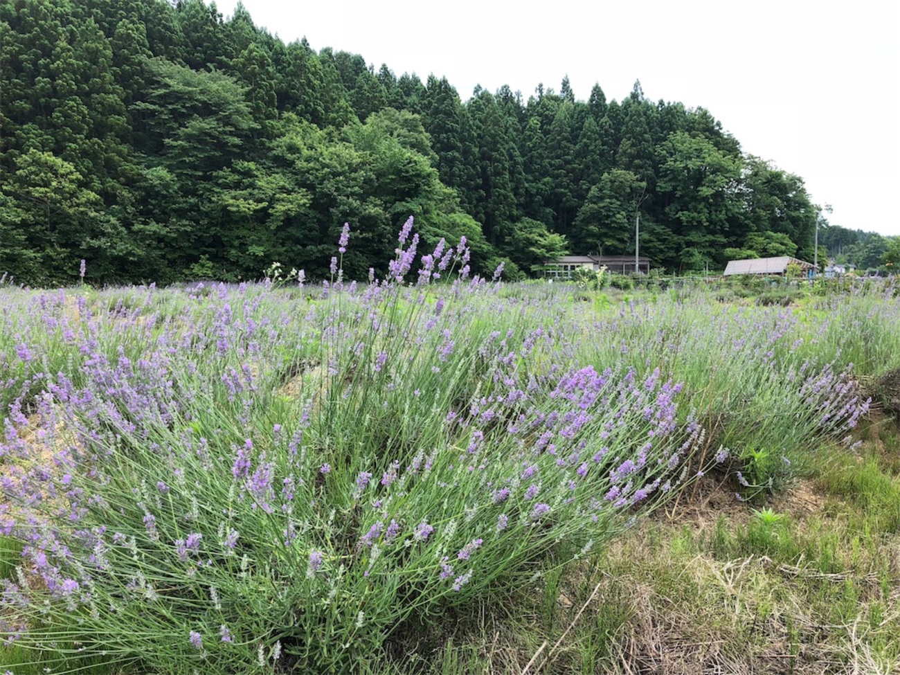 子連れOKのアロママッサージ ナチュレ|長岡市