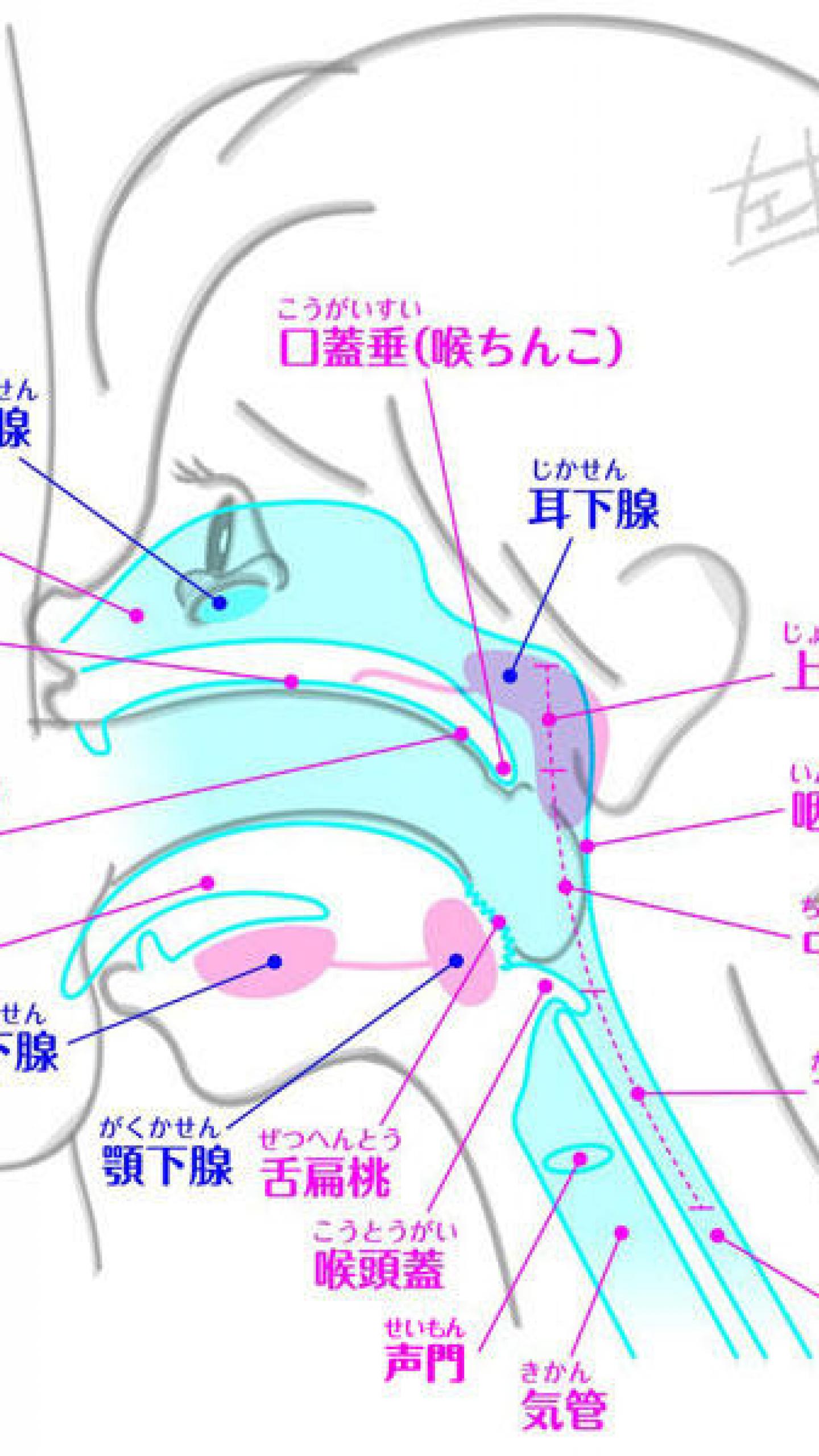 総合評価☆10｜イラマチオ研究所