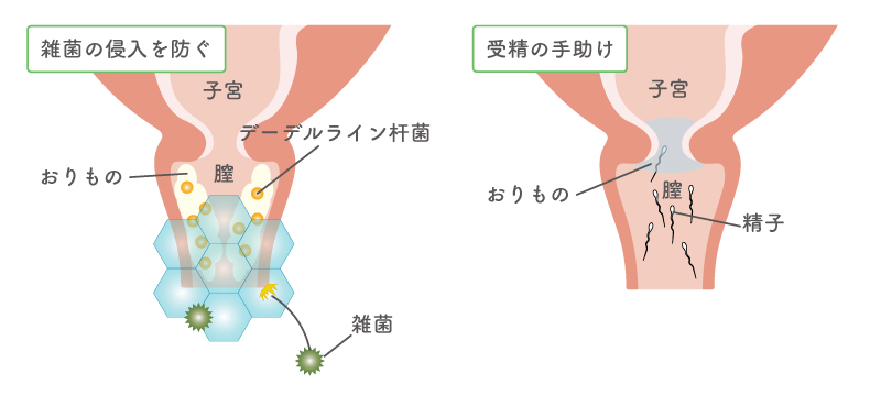 精子の酸化ストレスについて(2021年11月)｜英（はなぶさ）ウィメンズクリニック