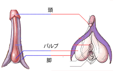 external orifice of female urethra