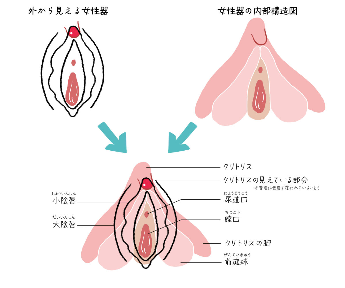 クリトリスは快感を得るための臓器であることを知っていましたか？