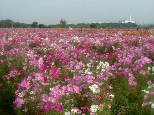 平塚でコスモスとヒャクニチソウ見頃 相模川河川敷の花畑 | カナロコ by