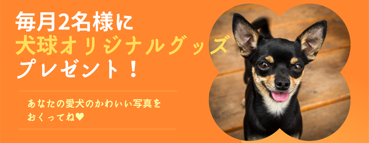 保護犬カフェ天神橋店 | 昨日里親様が決まった、柴犬のしゅんぷう君💕のお迎えにきてくださいました😂