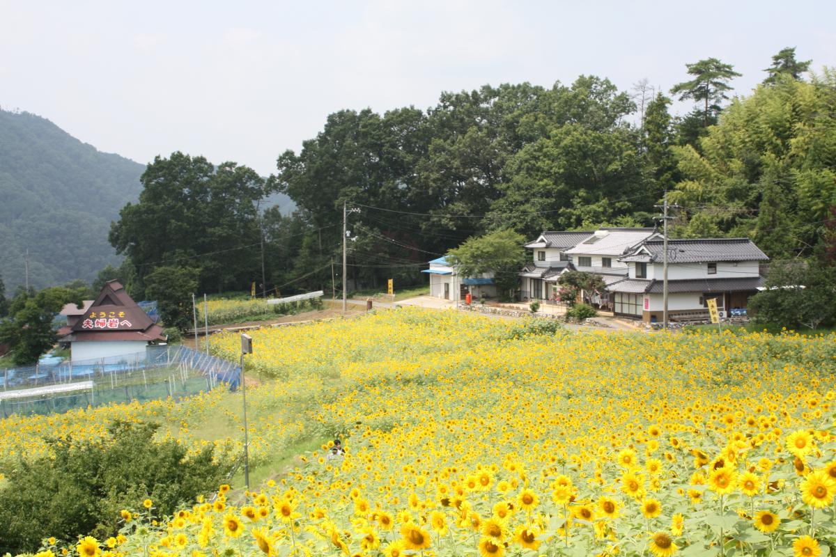 JPNLAND岡山県 - 笠岡湾干拓地のひまわり畑が見事！隣接する道の駅「笠岡ベイファーム」で地元の食材も買える！