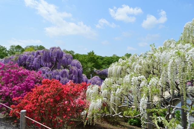 公園の草、一生懸めぇ～食べる！ ヤギの名前決定 あがた農楽園｜地域の話題｜下野新聞デジタルニュース｜下野新聞デジタル