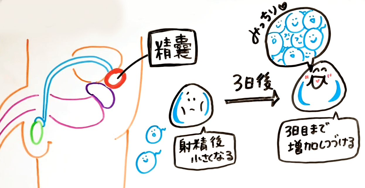 オナニー国勢調査 詳細データ第一弾出身地別オナニー頻度ランキング | TENGAヘルスケア