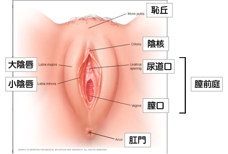 男にしかない臓器「前立腺」って何のためにある？ （2ページ目）：Goodayクイズ：日経Gooday（グッデイ）