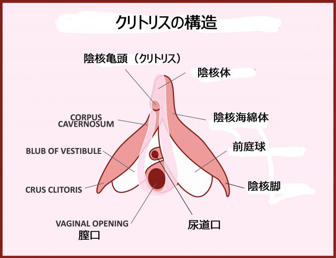 46歳で第3子出産の産後にクリトリスの勃起はどれぐらい？勃起させる方法も解説【産婦人科医監修】 -  臨床心理士・パーソナルトレーナーの小中学生復学支援・小学生・中学生家庭教育支援・