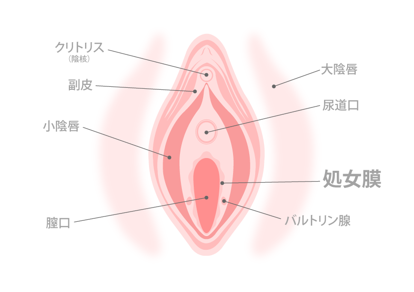 デリケートゾーンがきれいってどういうこと？ – 港区、品川区の産婦人科で妊婦健診・産後ケア・避妊相談なら│海老根ウィメンズクリニック