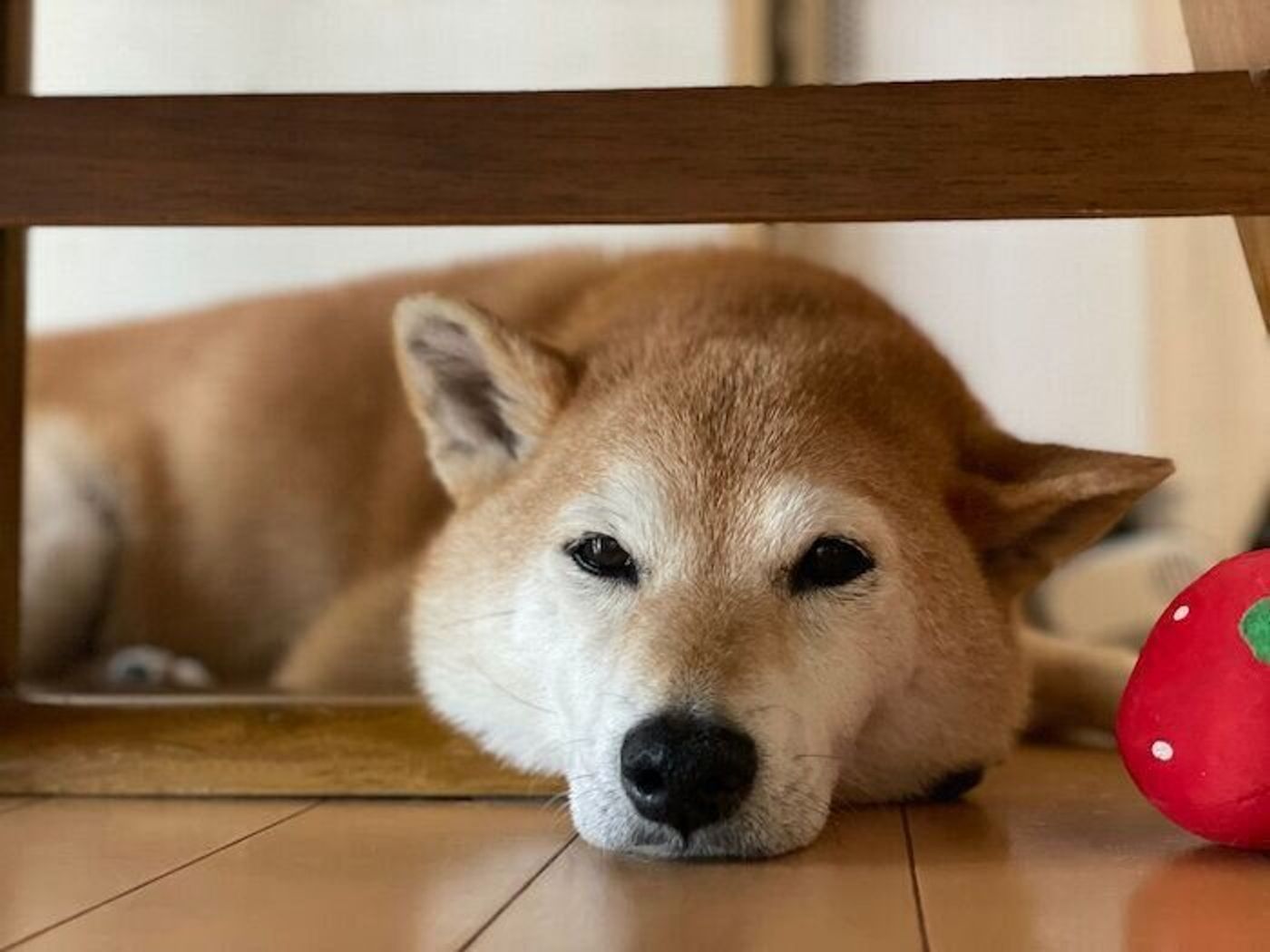 Amazon | 犬用口輪 犬のマズル しつけ用口輪