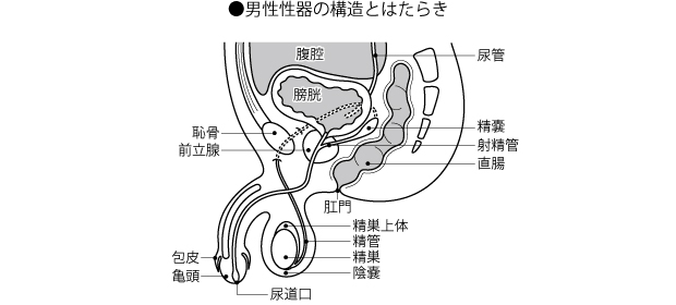 エイのオナホ『極長ヒダ名器~レイ~』を使った感想レビュー | STERON