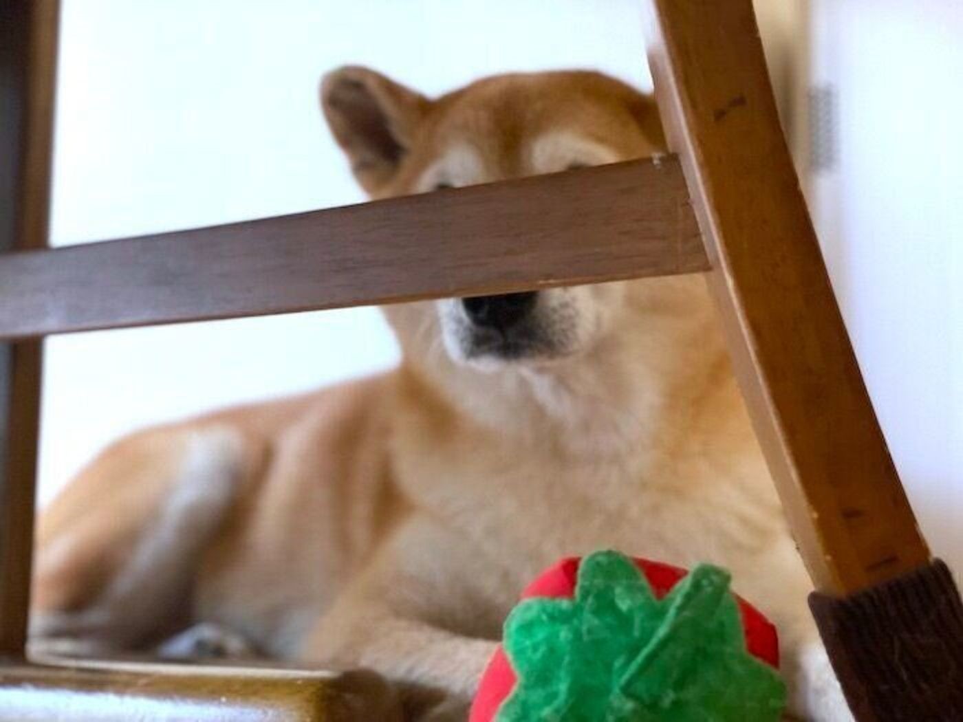 保護犬カフェ天神橋店 | 昨日里親様が決まった、柴犬のしゅんぷう君💕のお迎えにきてくださいました😂 