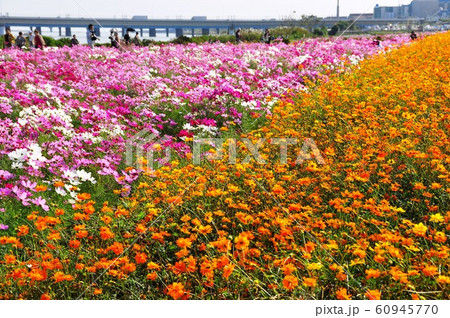 花に癒されて元気に！ - 神奈川県ホームページ