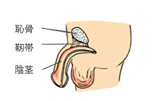 裏スジが短い人は早漏って本当？切除したら早漏は治る！？ – メンズ形成外科 |
