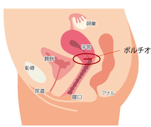 ポルチオとは？ 刺激で中イキするって本当？ 医師が教える正しい知識｜「マイナビウーマン」