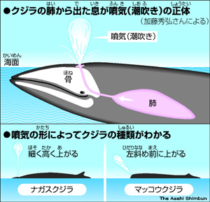 岡山大学】Female squirting（女性の潮吹き現象）の謎の解明へ | 国立大学法人岡山大学のプレスリリース