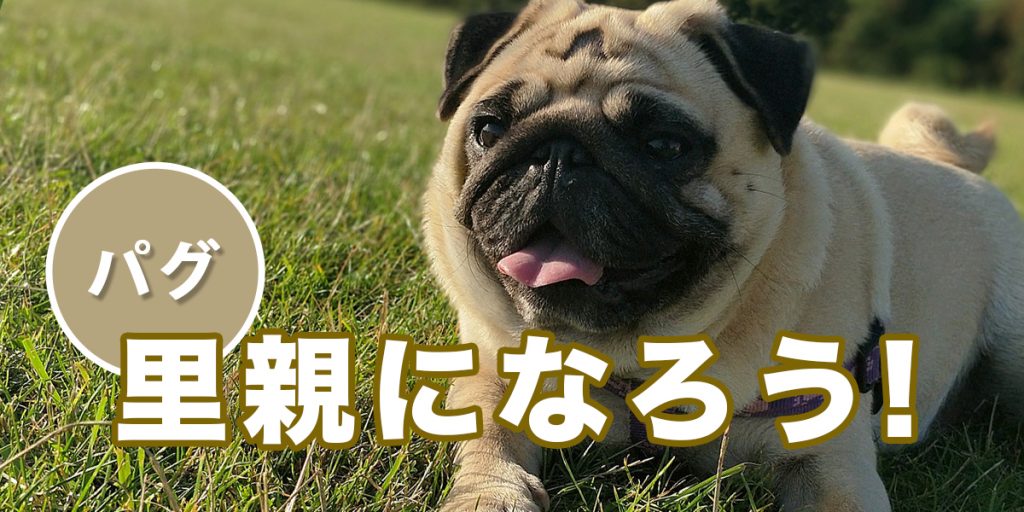 ふがふがれすきゅークラブ 保護犬情報