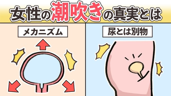 調教開発】【潮吹き/濡れにくさ改善】Gスポットとは医学的に見るとどんなメカニズム 【舐め犬クンニ|中イキ開発】