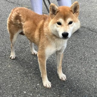 新品】即決)今村美月／岡山県立和気閑谷高等学校＊風を待つ STU48 通常盤