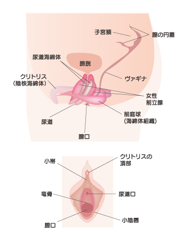 女性のオーガズムの方法を漫画で解説！イク時の体験談も紹介！