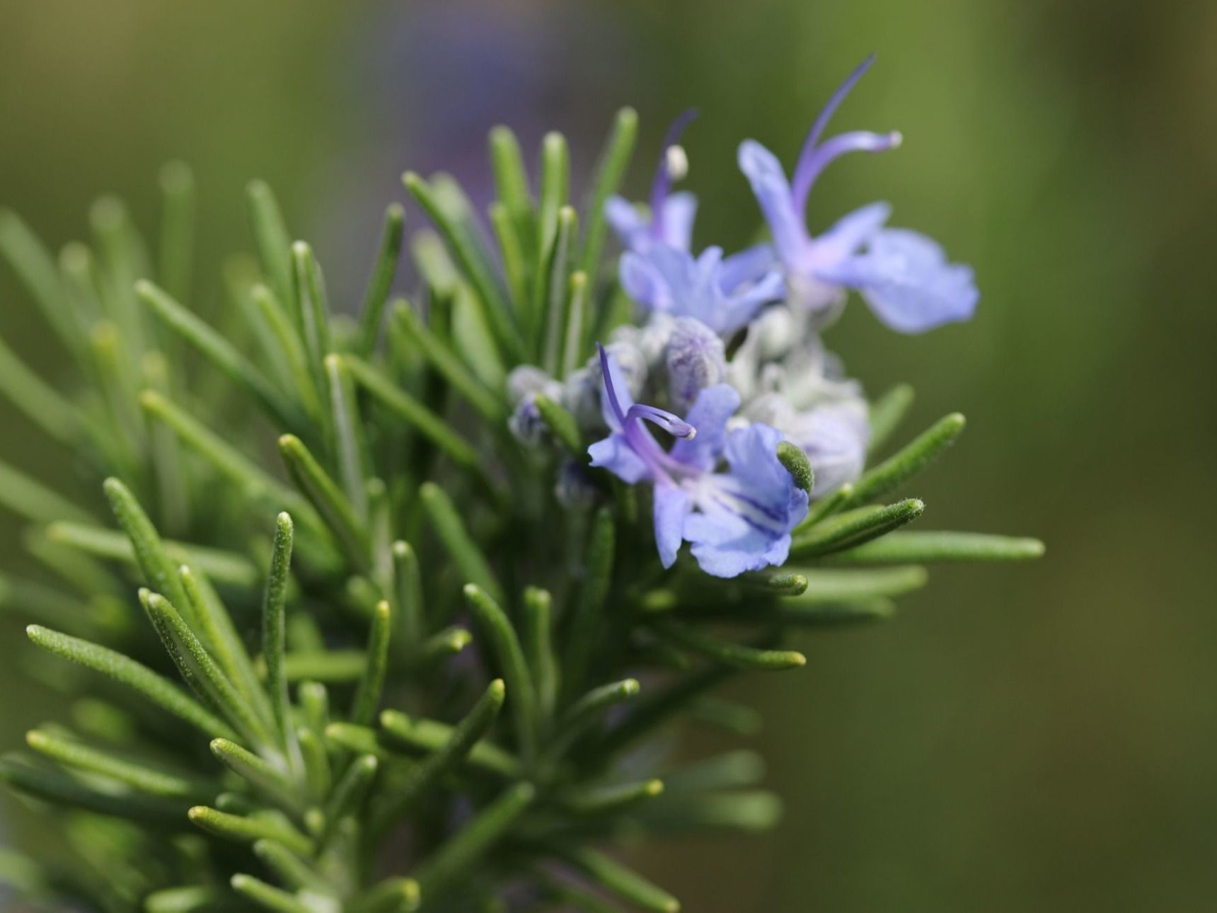 ローズマリーの花言葉は怖い？「貞節（テイセツ）」ってどんな意味？ ｜ 花言葉・誕生花｜HanaPrime（ハナプライム）