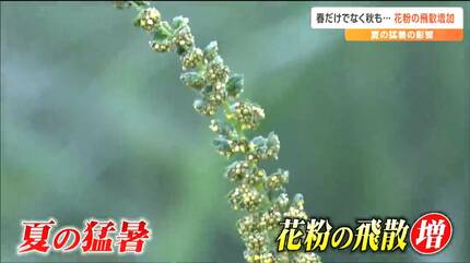 花粉カレンダー 〜時期・各地方ごとの飛散状況〜｜アレグラFX