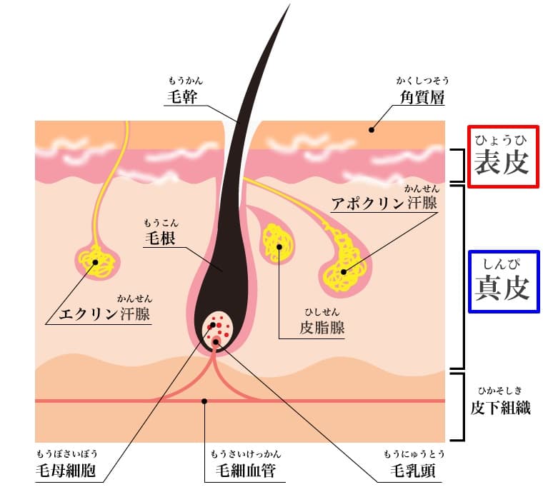 ヒゲを抜き続けると肌がボロボロに！確実にヒゲの悩みを解決する方法 | メンズ脱毛百科事典 リンクスペディア