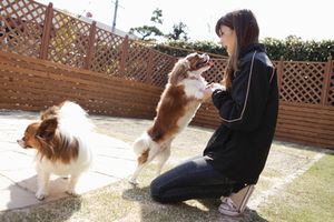 どれみトリミング | DogHotelどれみ♪～愛知県津島市にあるペットホテル～