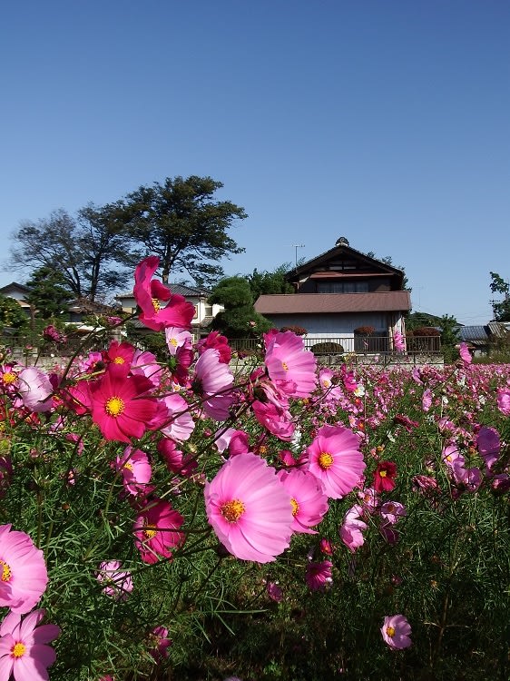 平塚市】花菜ガーデンでコスモスが見頃を迎えています！ | 号外NET