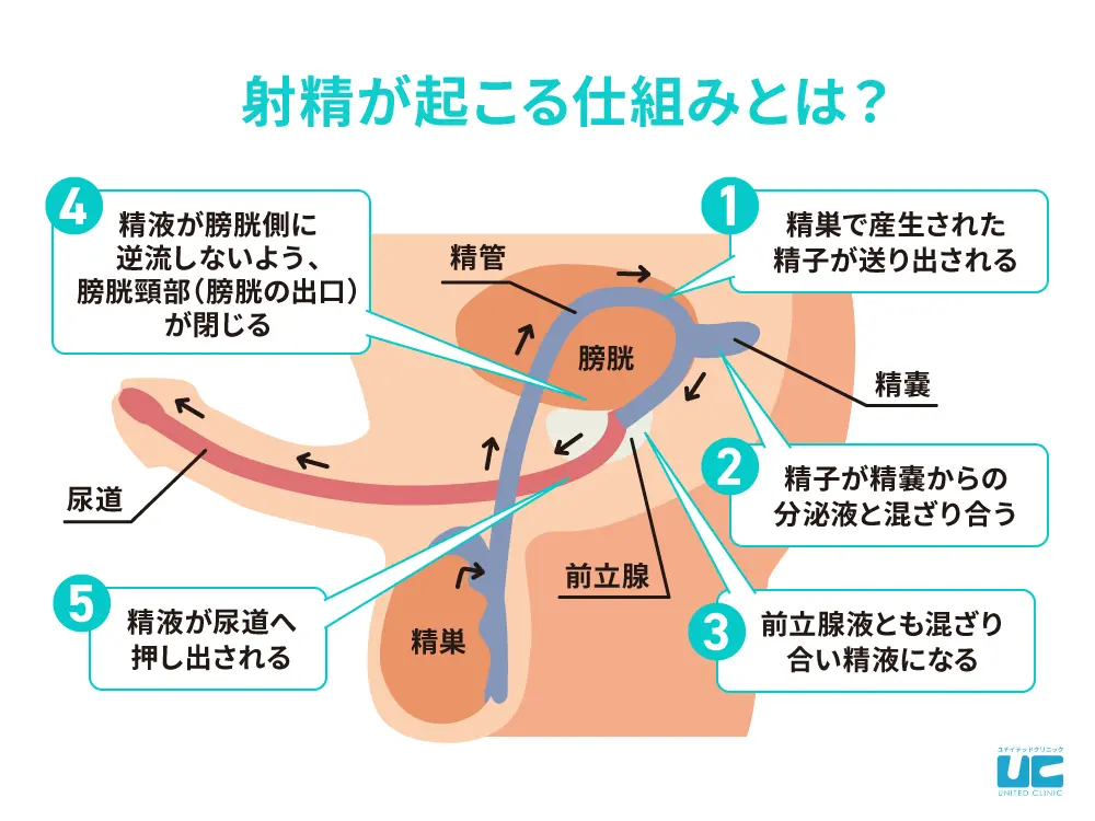 過活動膀胱（おしっこ・尿が我慢できない、尿の回数が多い） | 埼玉県大宮駅と東京都上野駅の泌尿器科