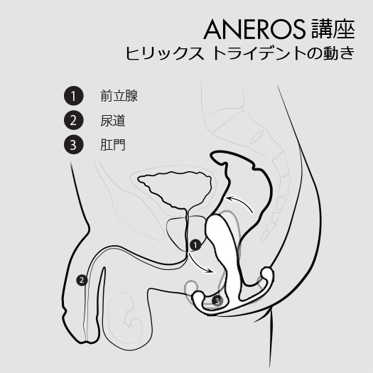 初心者必見】エネマグラとは？正しい使い方とコツ・注意点も合わせて解説｜風じゃマガジン