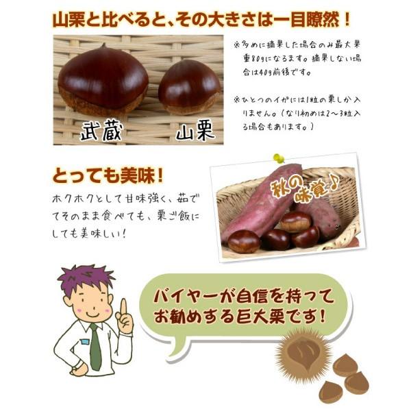 予約】希少な品種【栗の王様！利平栗】（Ｍ-Lサイズ）約２kg【送料無料】【冷蔵便】岡山県産【9月下旬-10月中旬収穫があり次第（日にち指定不可）】｜本物を追求するフォーシーズンの通販・お取り寄せなら【ぐるすぐり】