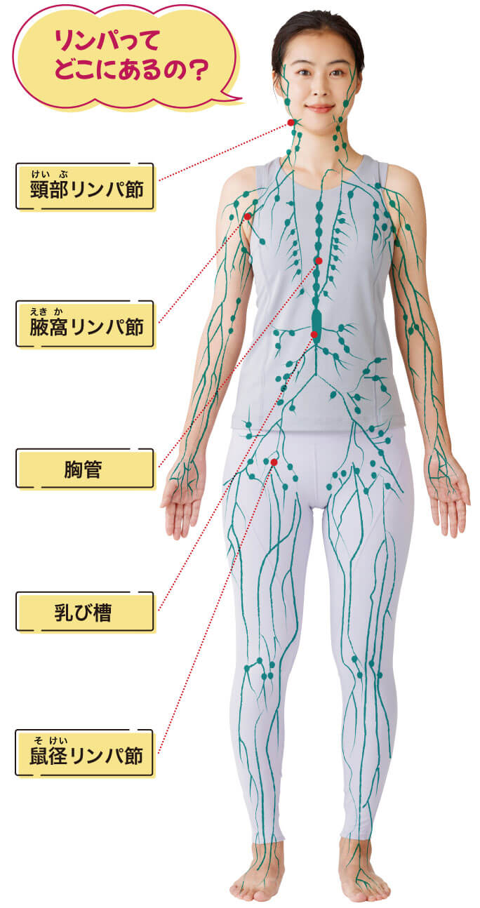 そけい部のマッサージ、なにがいいの？「やり方まとめ」 | 美的.com