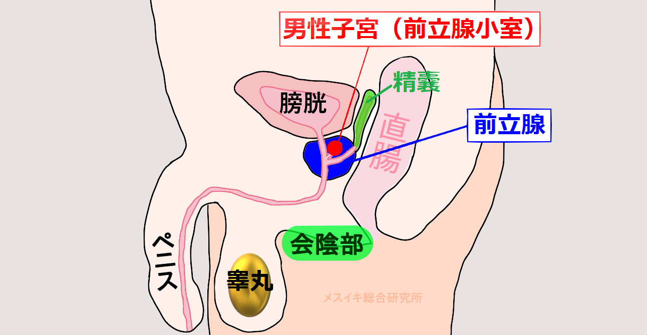 ドライオーガズムの方法｜ドライオーガズムやり方｜メスイキの全て｜信長トイズまとめブログ