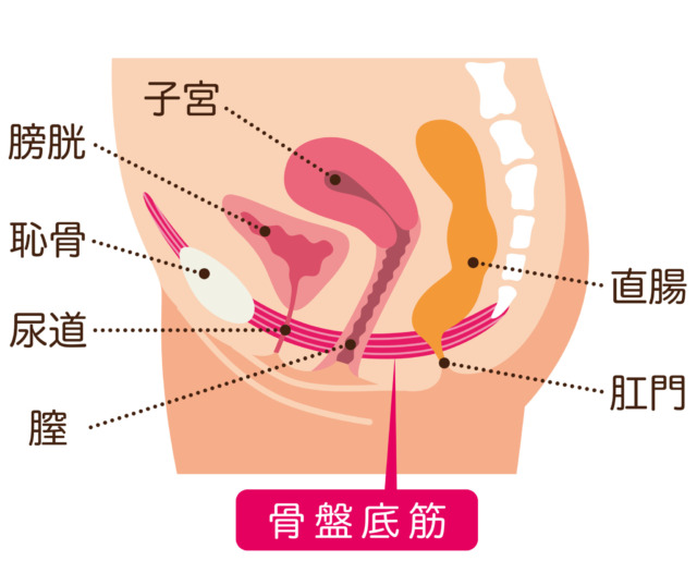 腟ナラ】セックス中や運動中に「腟からおならが出る」これって何？改善できるの？泌尿器科医に聞いた | ヨガジャーナルオンライン