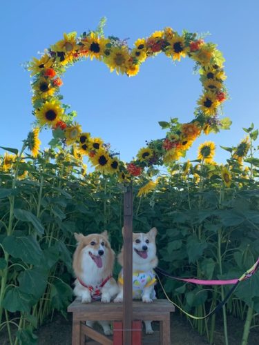 プロスパアの子犬たち】コーギー便り(*'ω' *) いろははまりんママのもとへ…